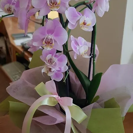 Natucci * モンテカティーニ・テルメ